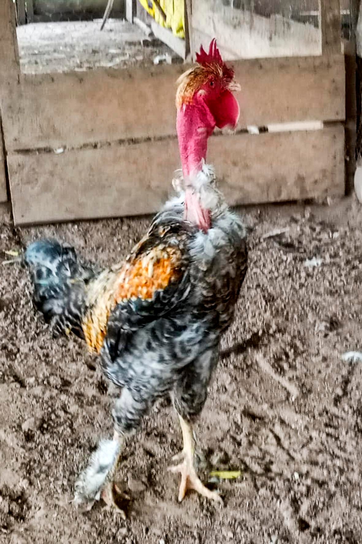 WhatsApp Image 2025-04-03 at 7.35.50 PM copia.jpg